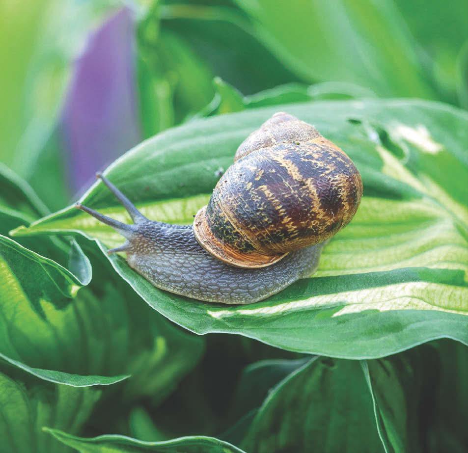 Back off, snails
