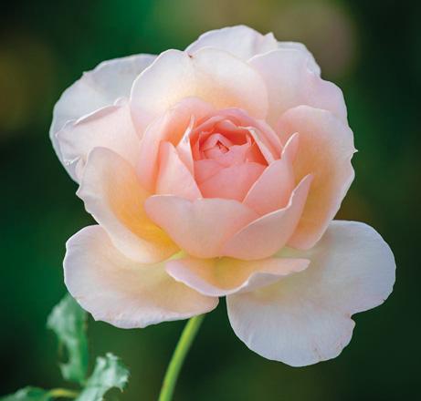 A rose by any other name