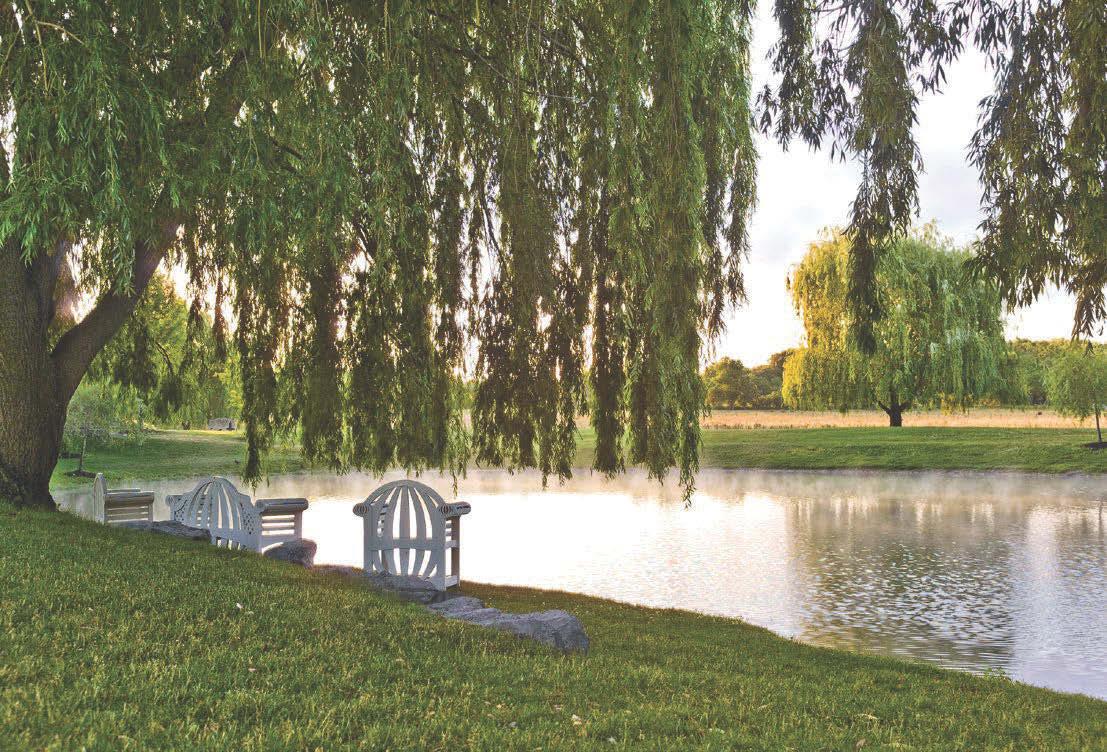 Strip the willow