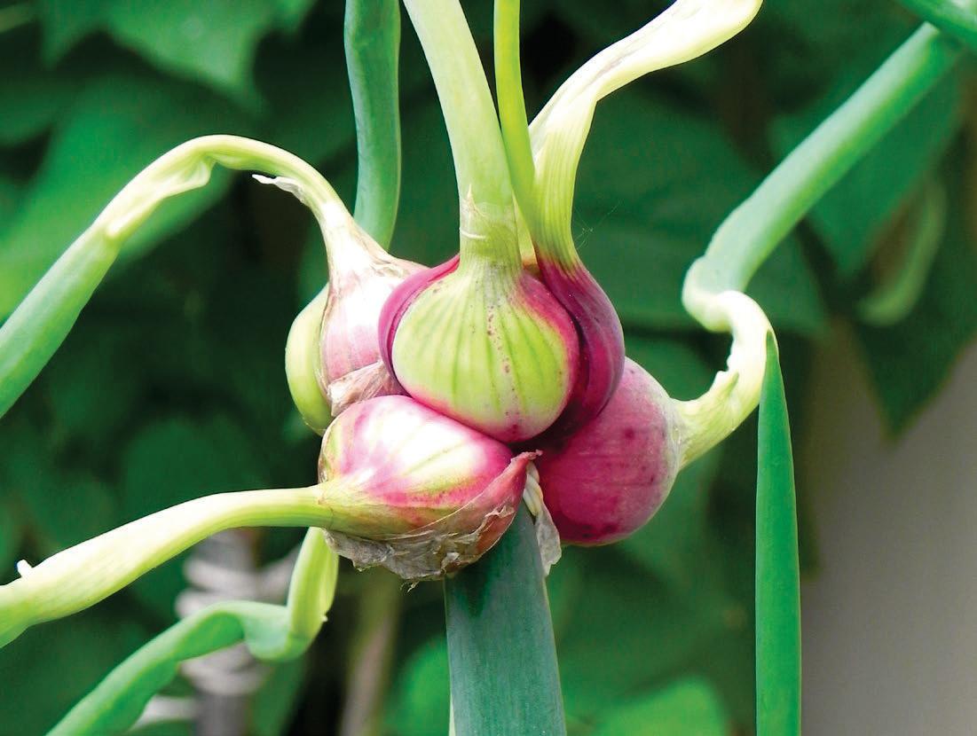 Walk like an onion