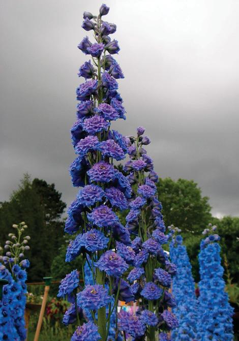 The delphinium that wouldn't die