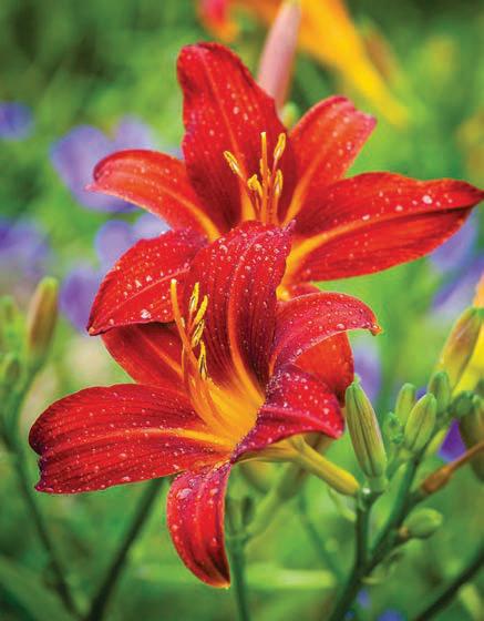 Eat up your lilies