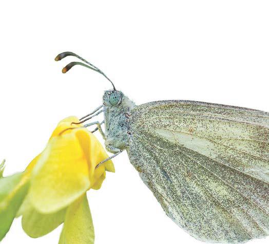 The butterfly of mystery emerges