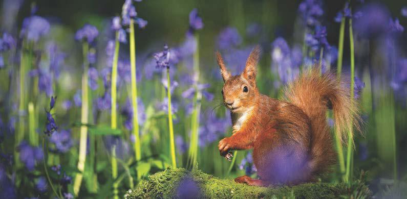 Save woods for red squirrels