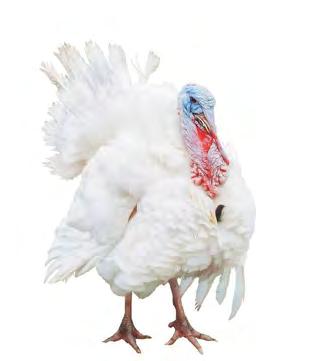 Counting the cost of bird flu