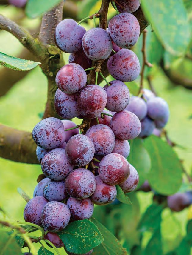 Plum advice