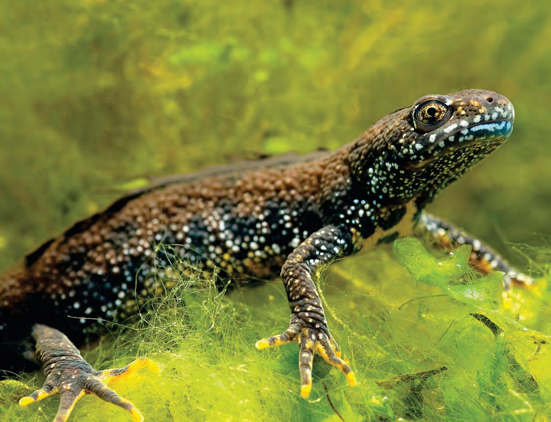 Vincent Weir and wildlife conservation