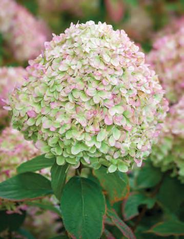 Everything you need to know about trees and shrubs
