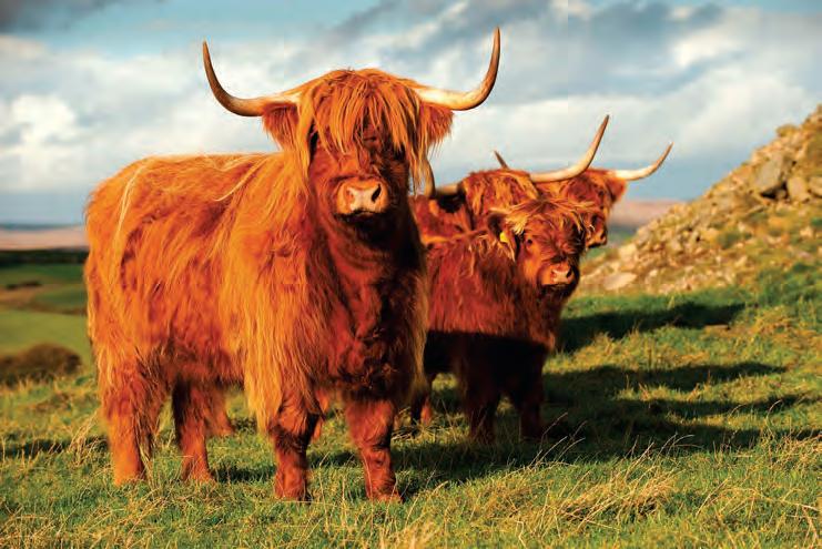 Abattoir shortage poses growing welfare risks