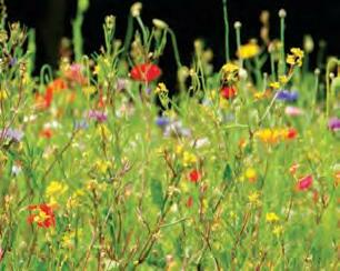 Sowing the seeds of renewal