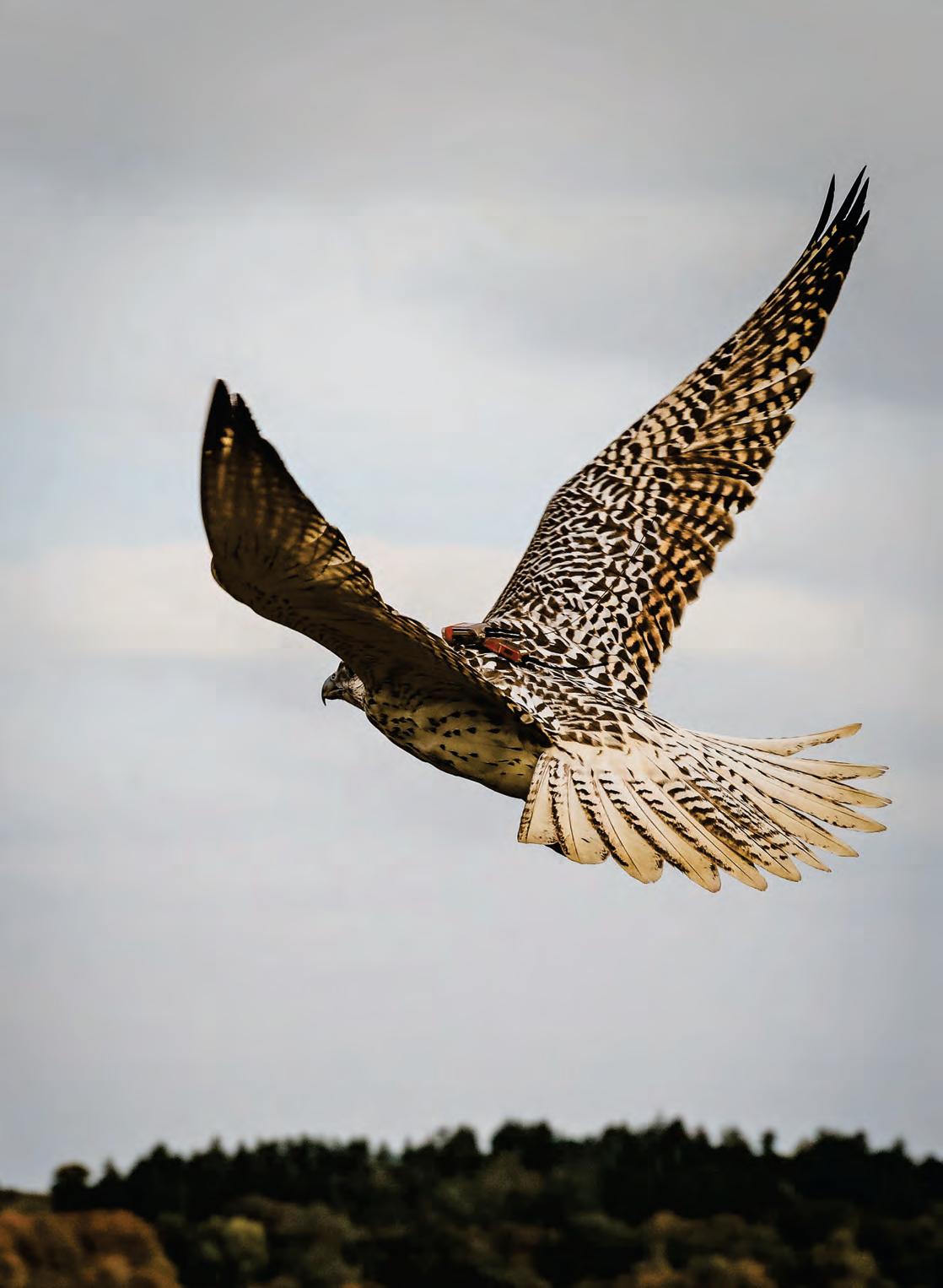 Come fly with me