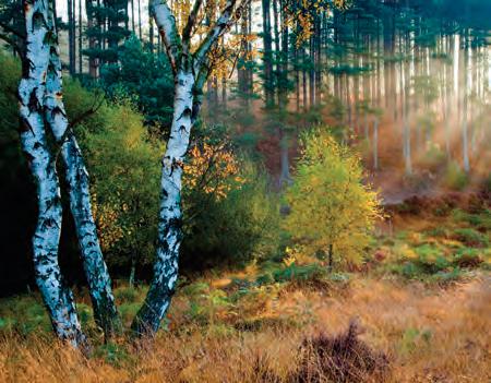 Ox-Cam corridor site of second national forest