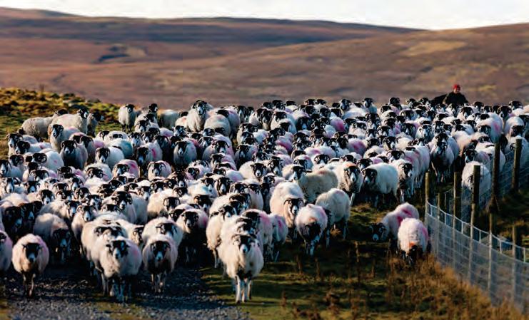 Leave farmers to produce food