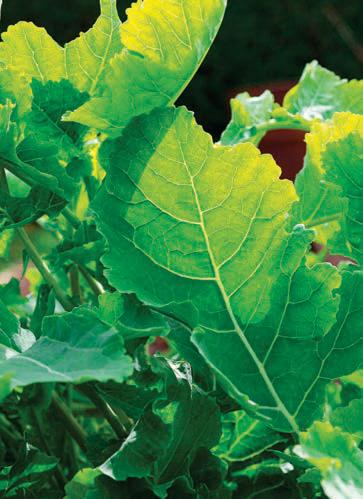 Kale and hearty