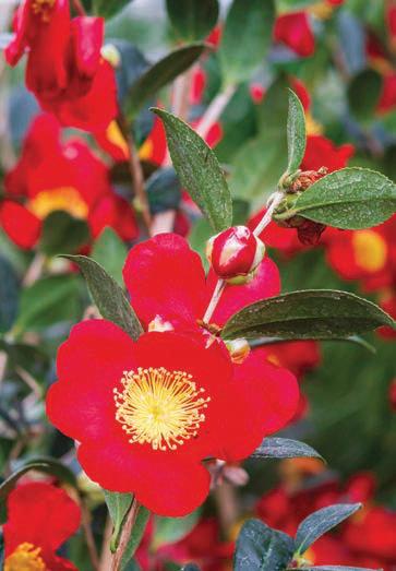Pickings for Christmas