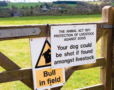Lords unleashes support for dog-worrying bill