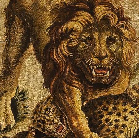 Fighting cats