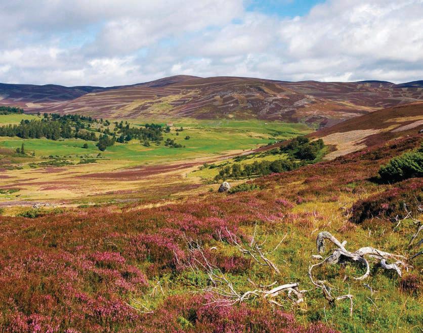 Report raises questions about RSPB strategy