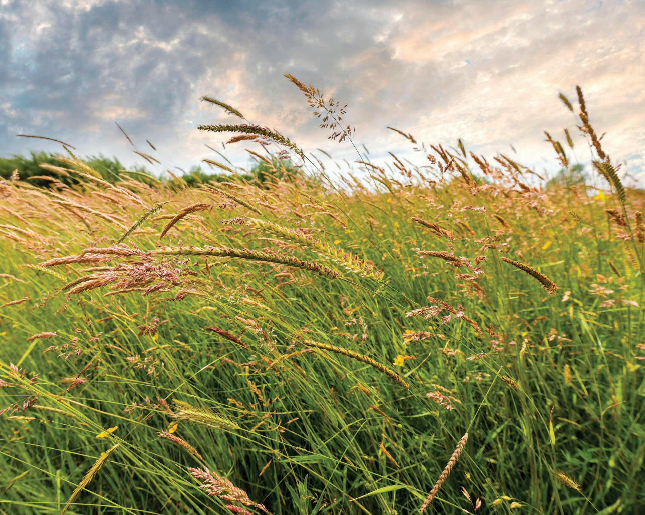 'Splendour in the grass, of glory in the flower'
