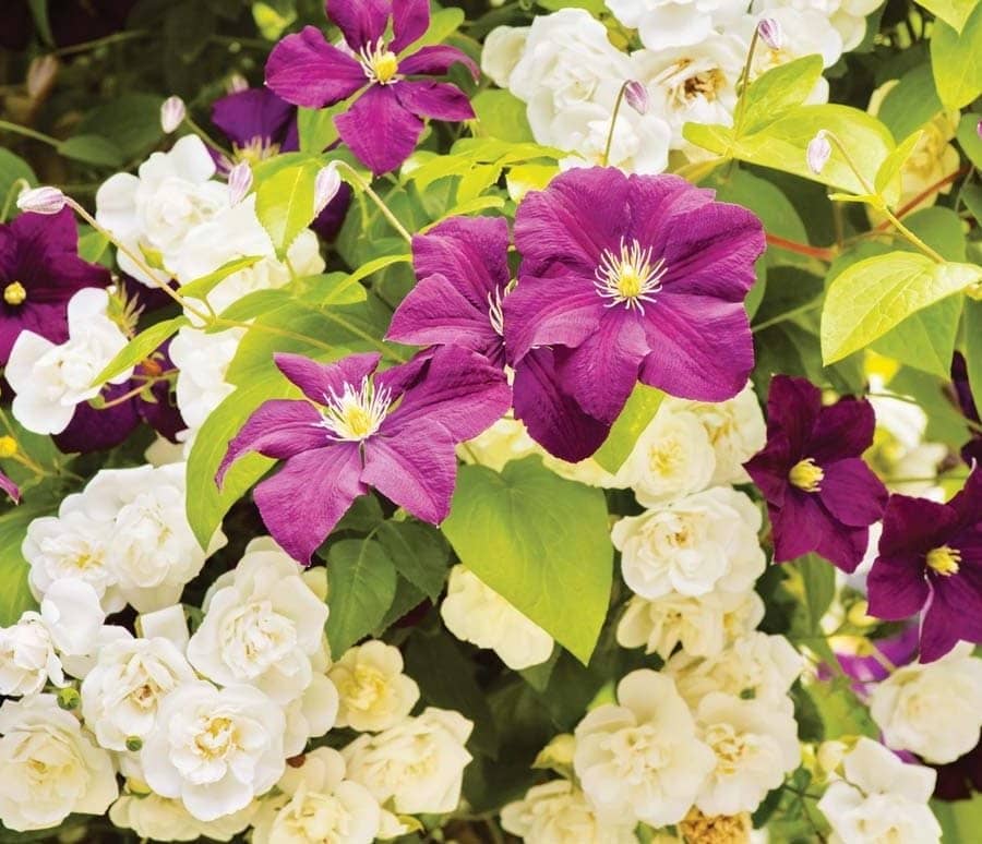 Boundaries in bloom