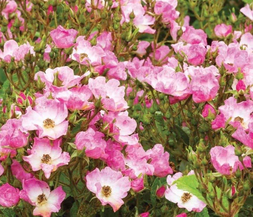 Landscape roses