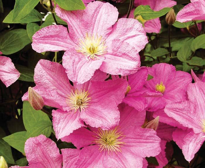 Keeping your clematis contented