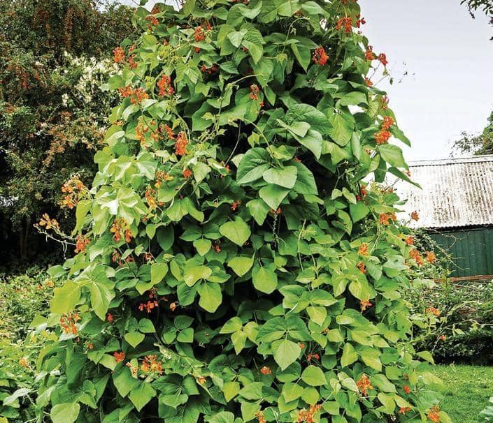 Focus on... Runner beans