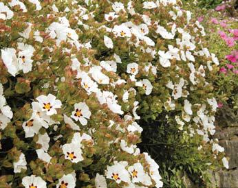Sun Cap Roses Drought-tolerant sun roses | Amateur Gardening - gardening - Read this ...