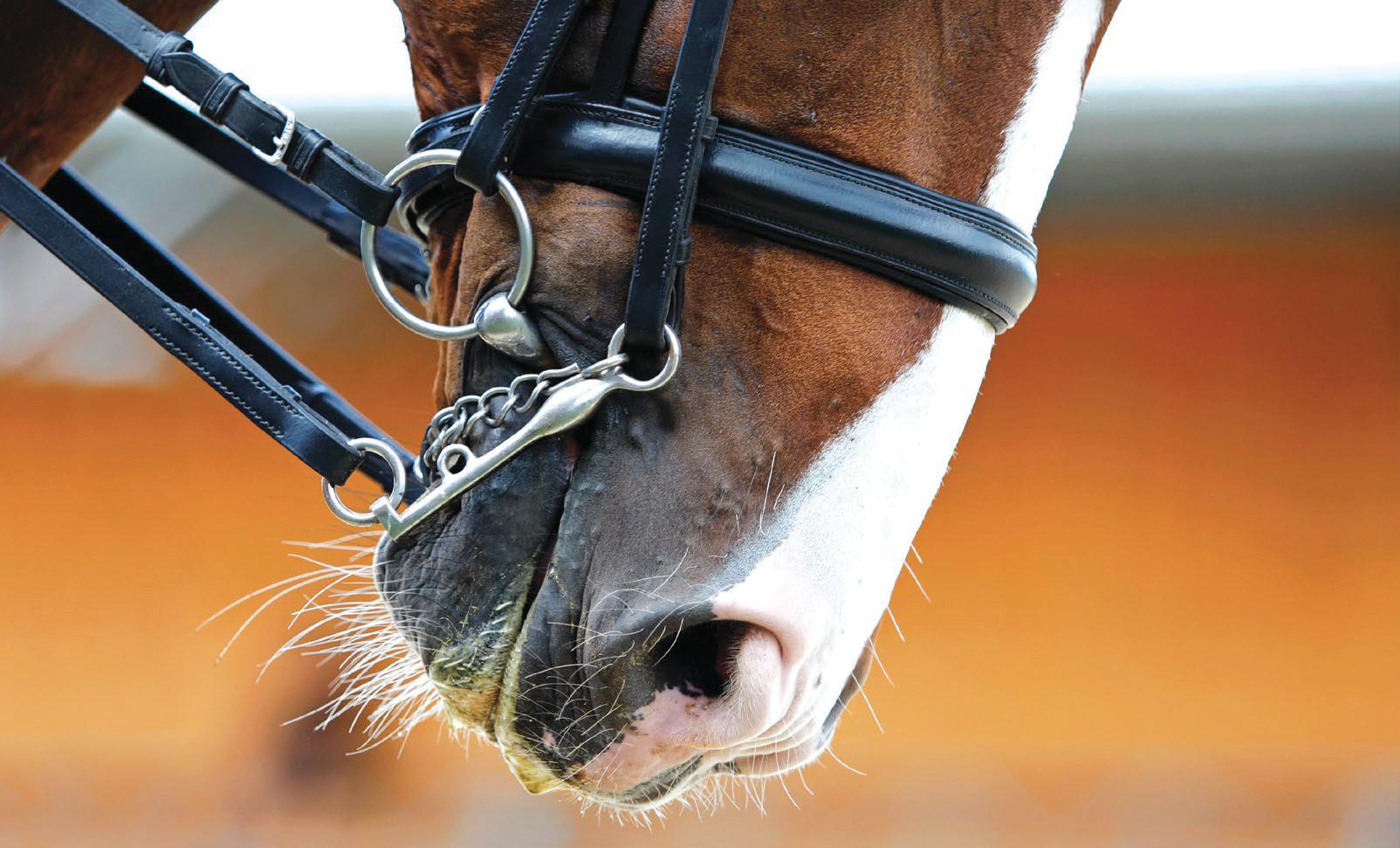 Danish double bridle and curb ban could be coming