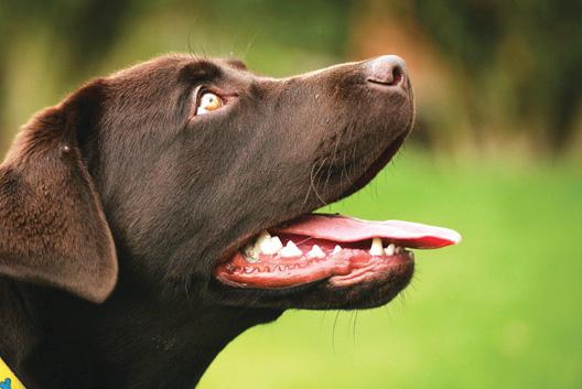Dog warning after young rider and woman savaged by pack