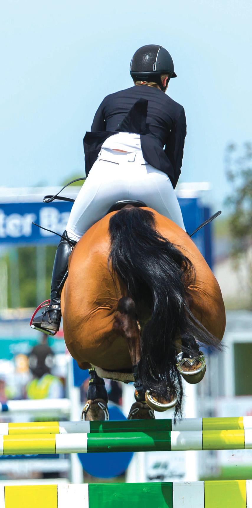 How do horses learn?