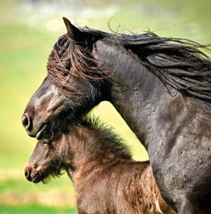 A mixed picture for Britain's rare native breeds