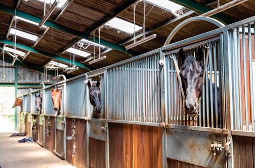 Costs and viability are key to the future of livery yards