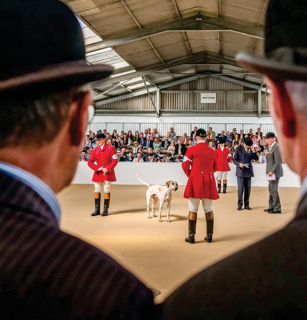 Hound shows, and how to win them