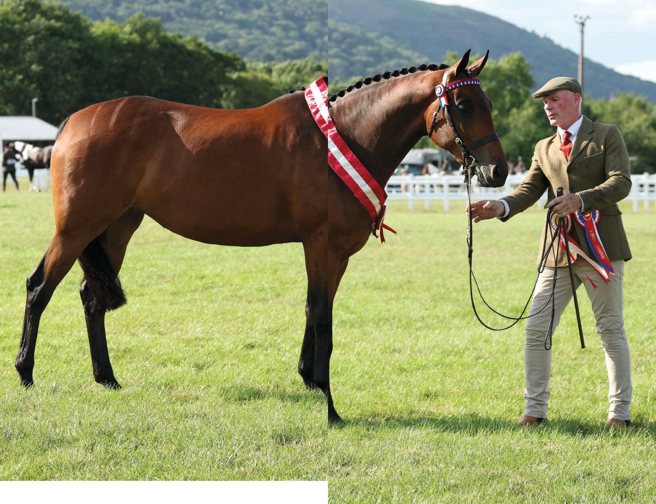 Riding horse reaps Royale reign