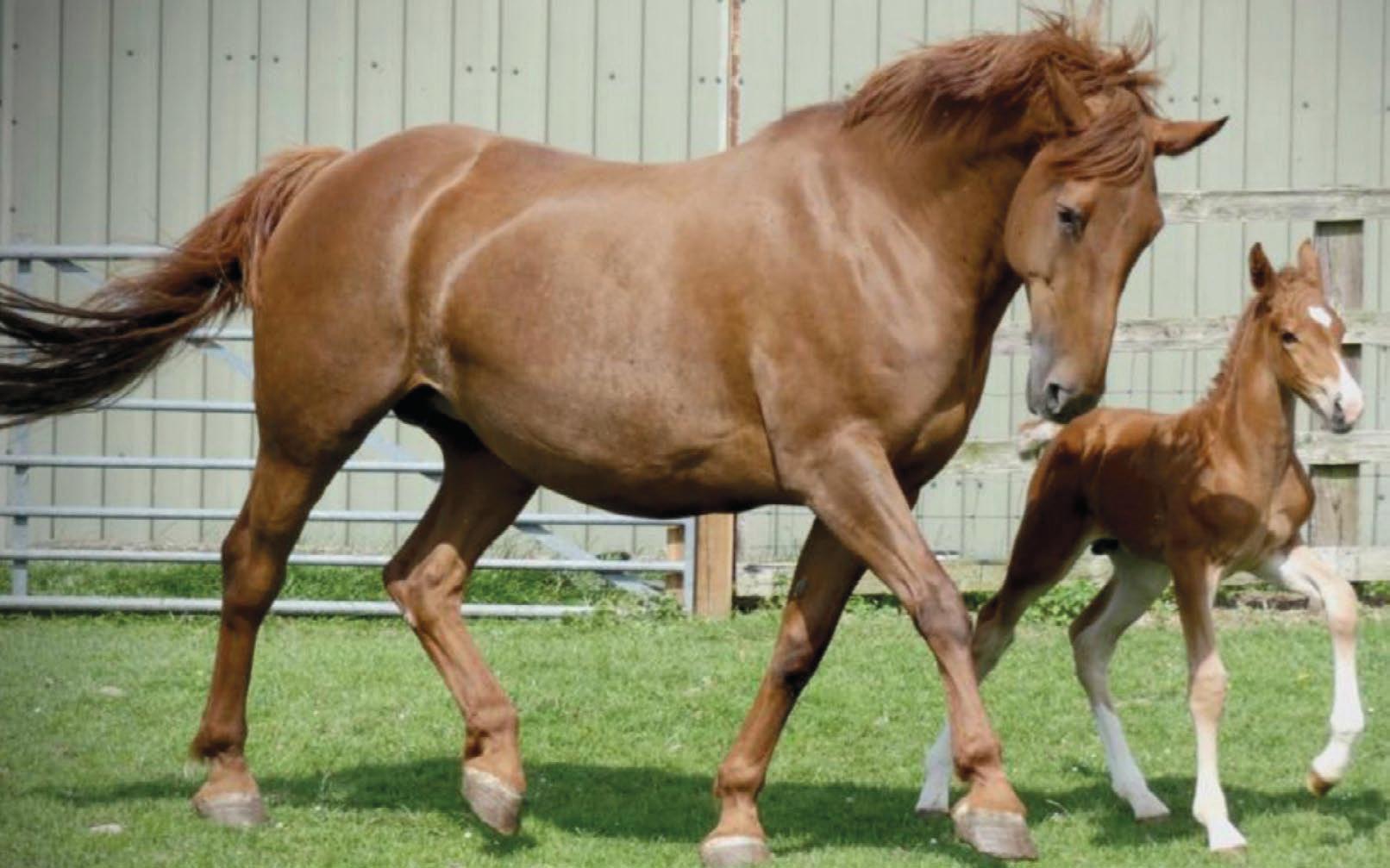 Toxic plant awareness call after horse close to being put down