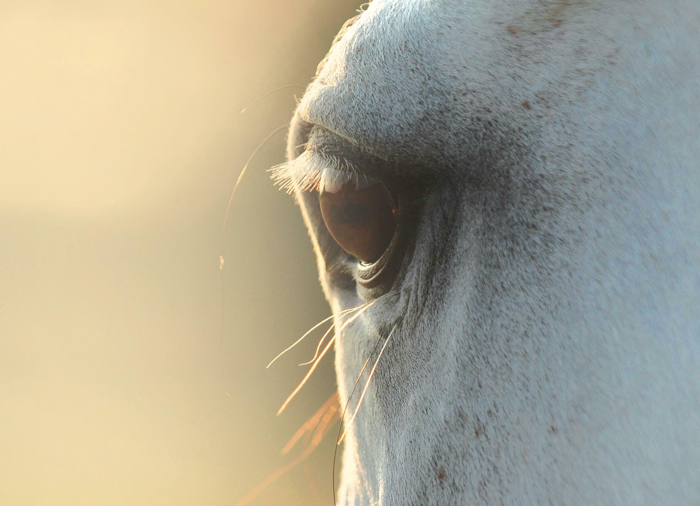 The eyes have it