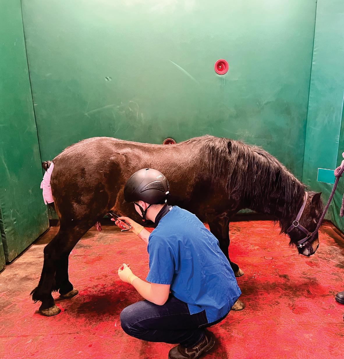 Castration: reducing the risk