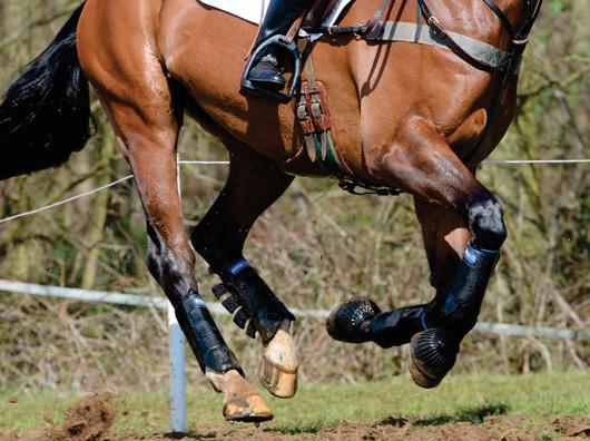 Changes to whip rules and flag penalties proposed in eventing