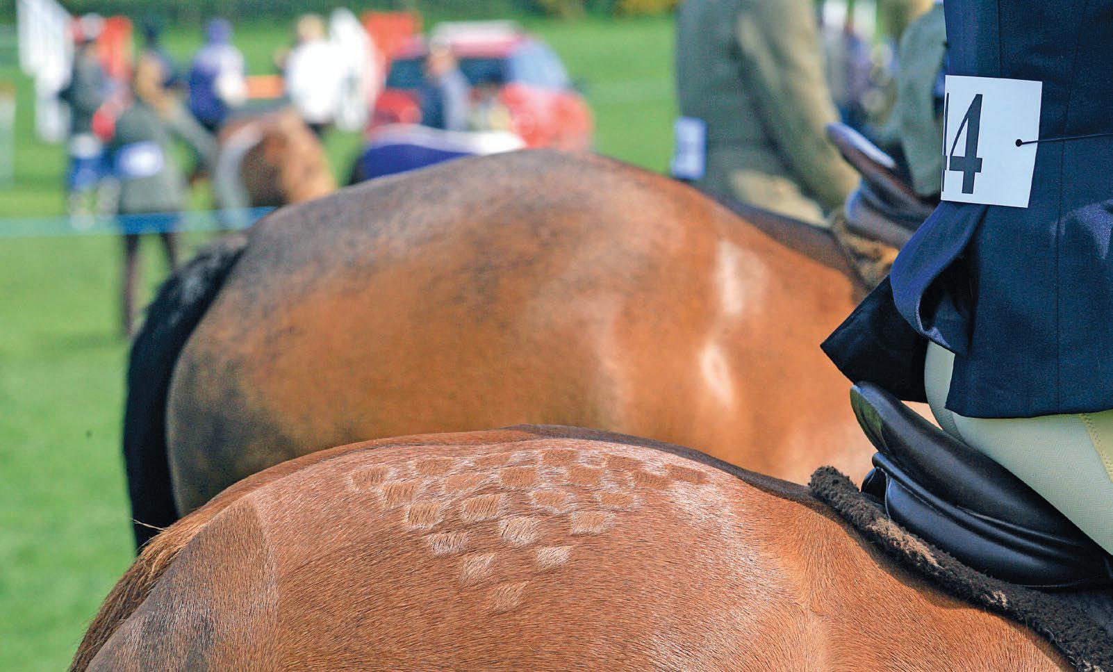 New welfare rules include updated rider size guide