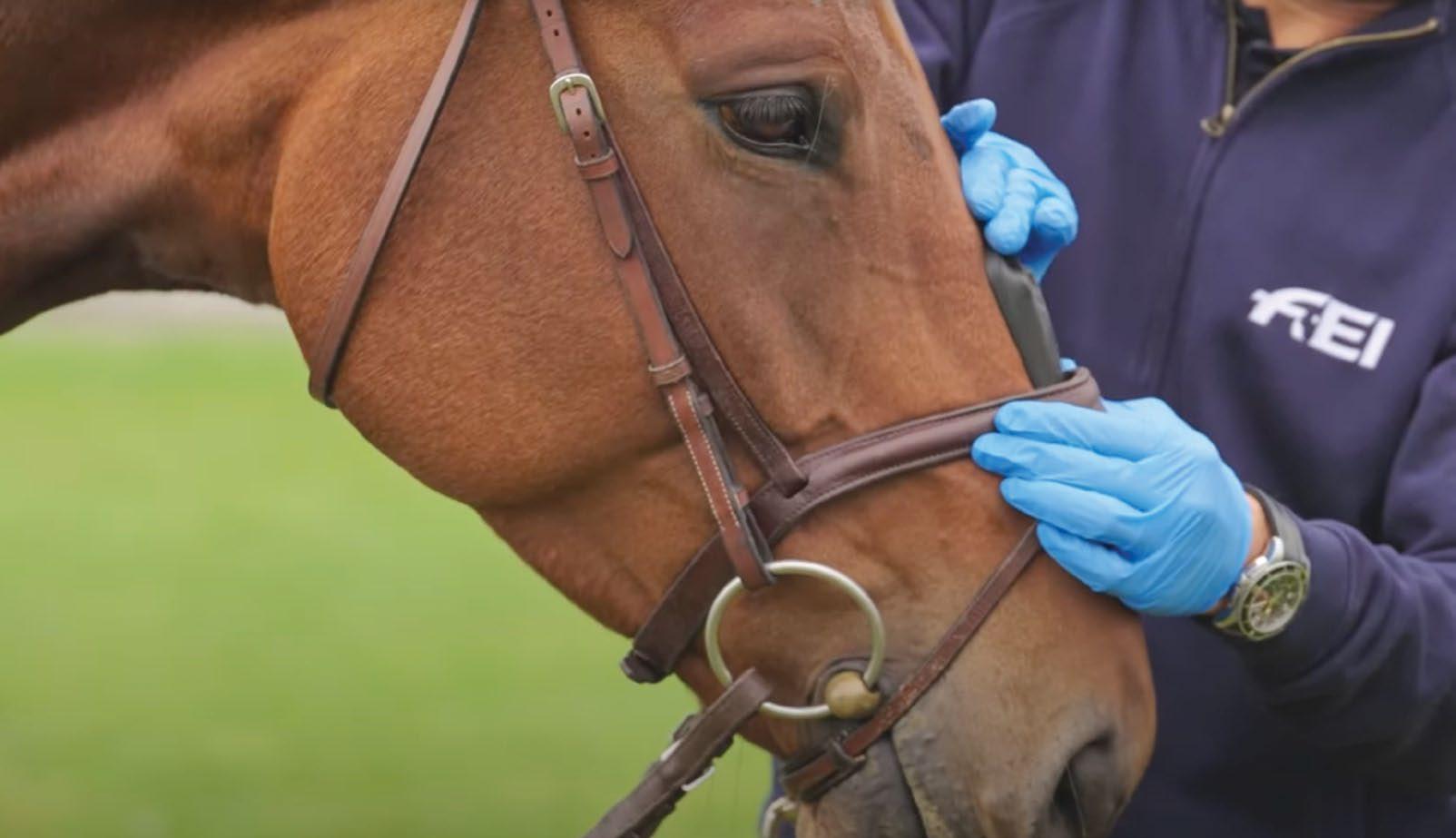 Debate welcomed on noseband research