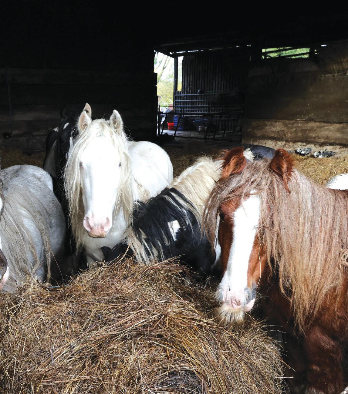 59 horses rescued in one of RSPCA's largest cases, of 'wanton neglect'