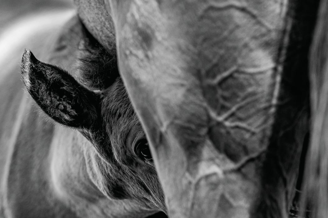 New foal levy to help protect all thoroughbreds' welfare