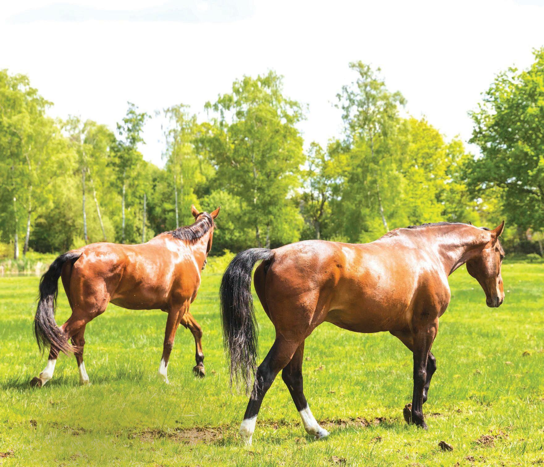 Tools to change our behaviour to make horses' lives better