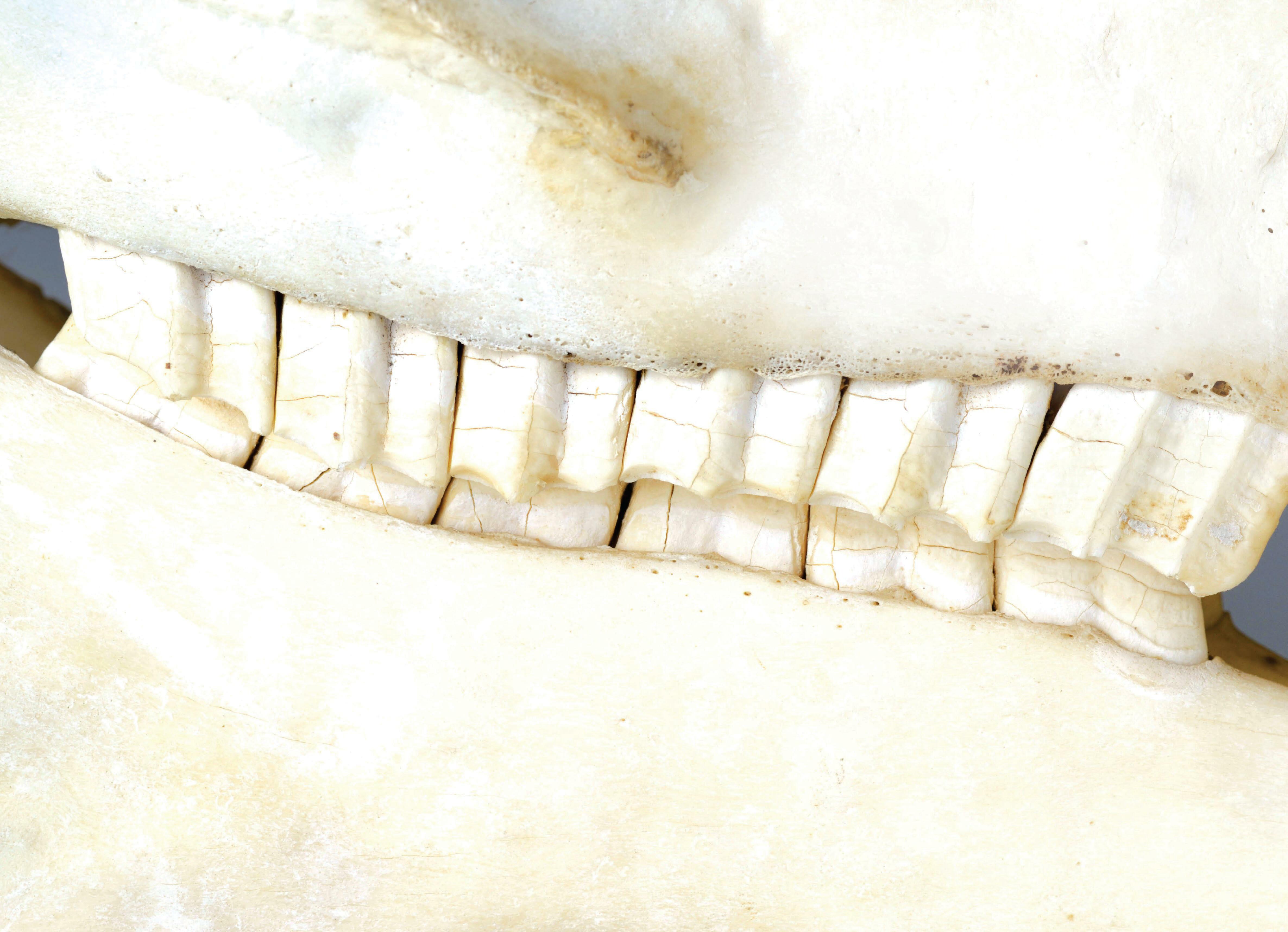 A toothy problem