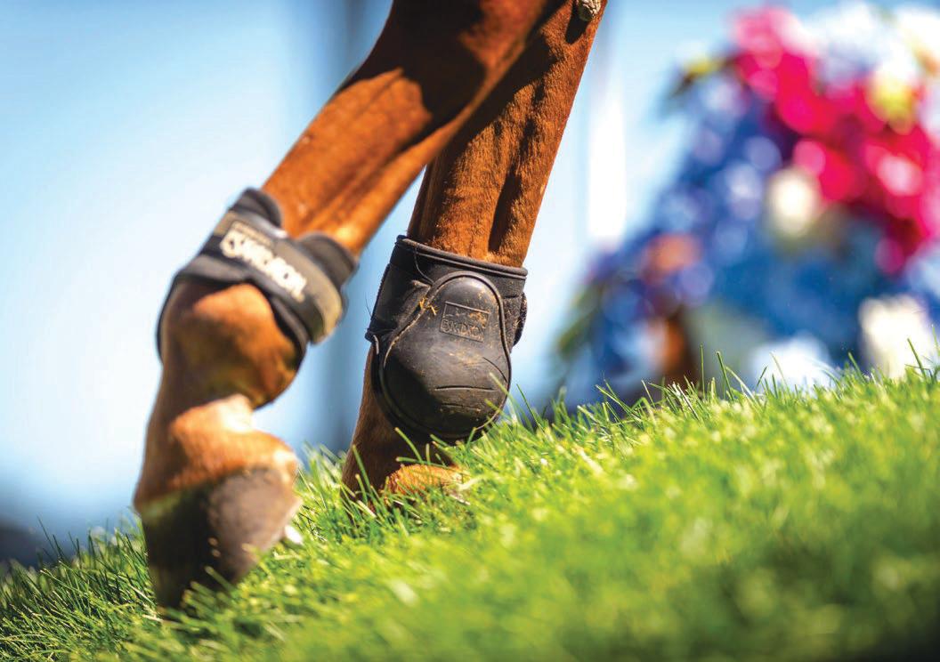 New rule for blood on horses proposed for showjumping