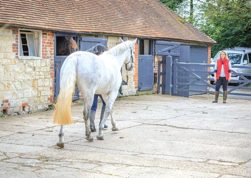 Scheme asks sellers to give more horse details to buyers