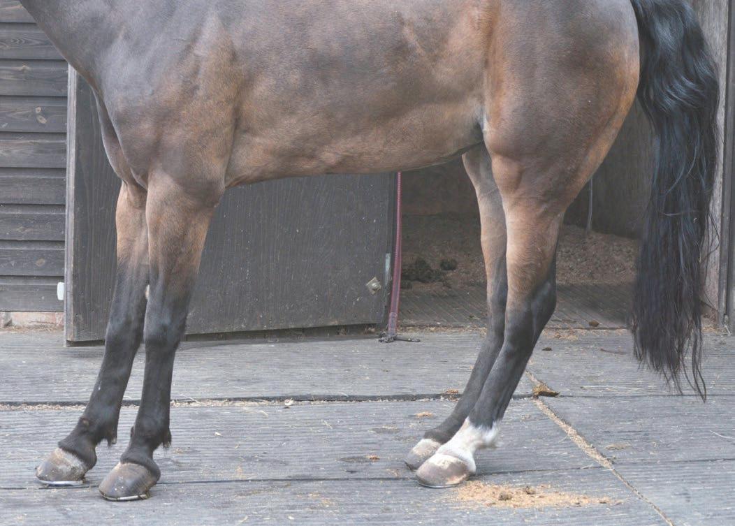 Caution urged after controversial claims about laminitis and diet