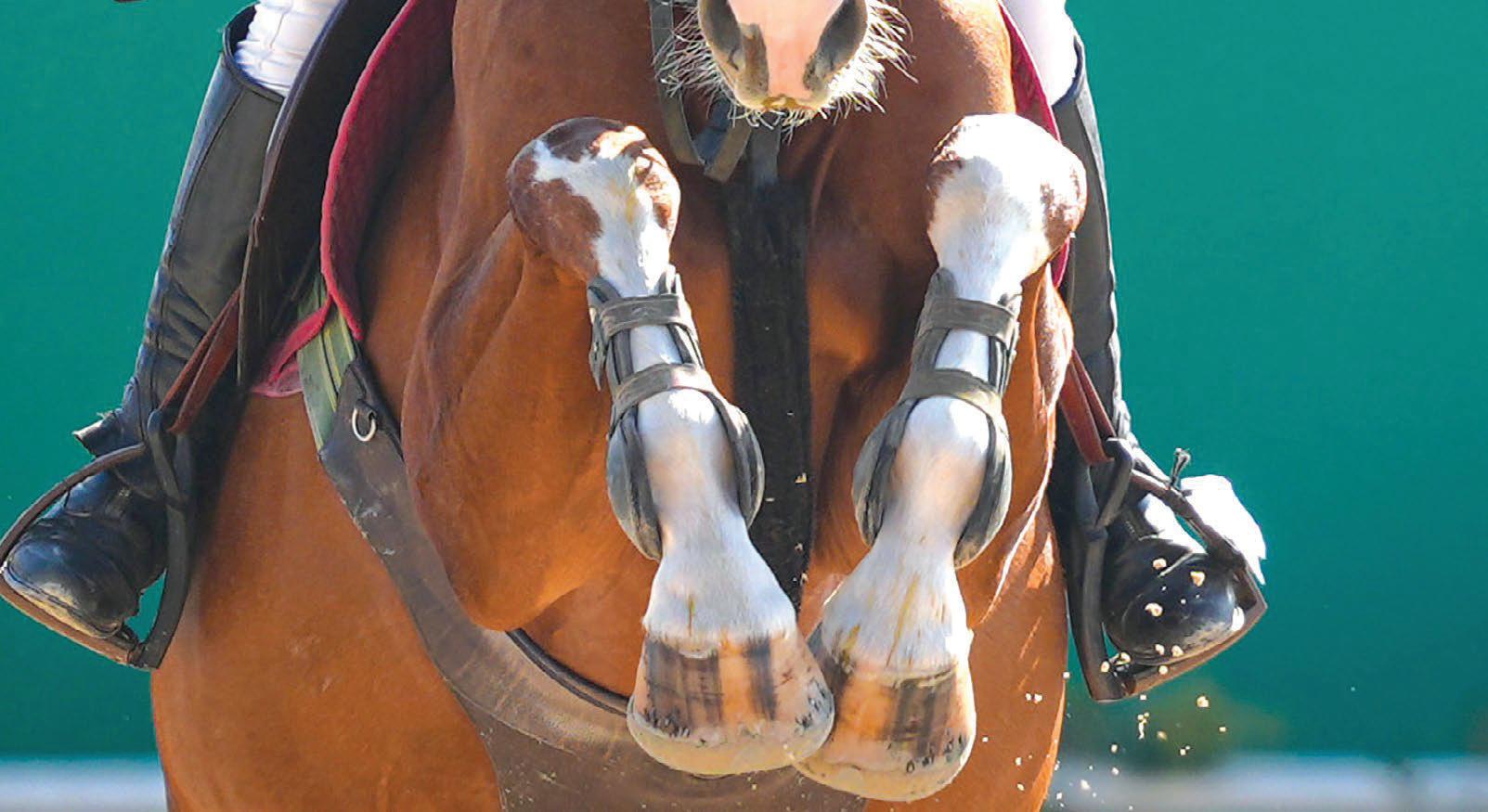 New FEI showjumping blood rule approved
