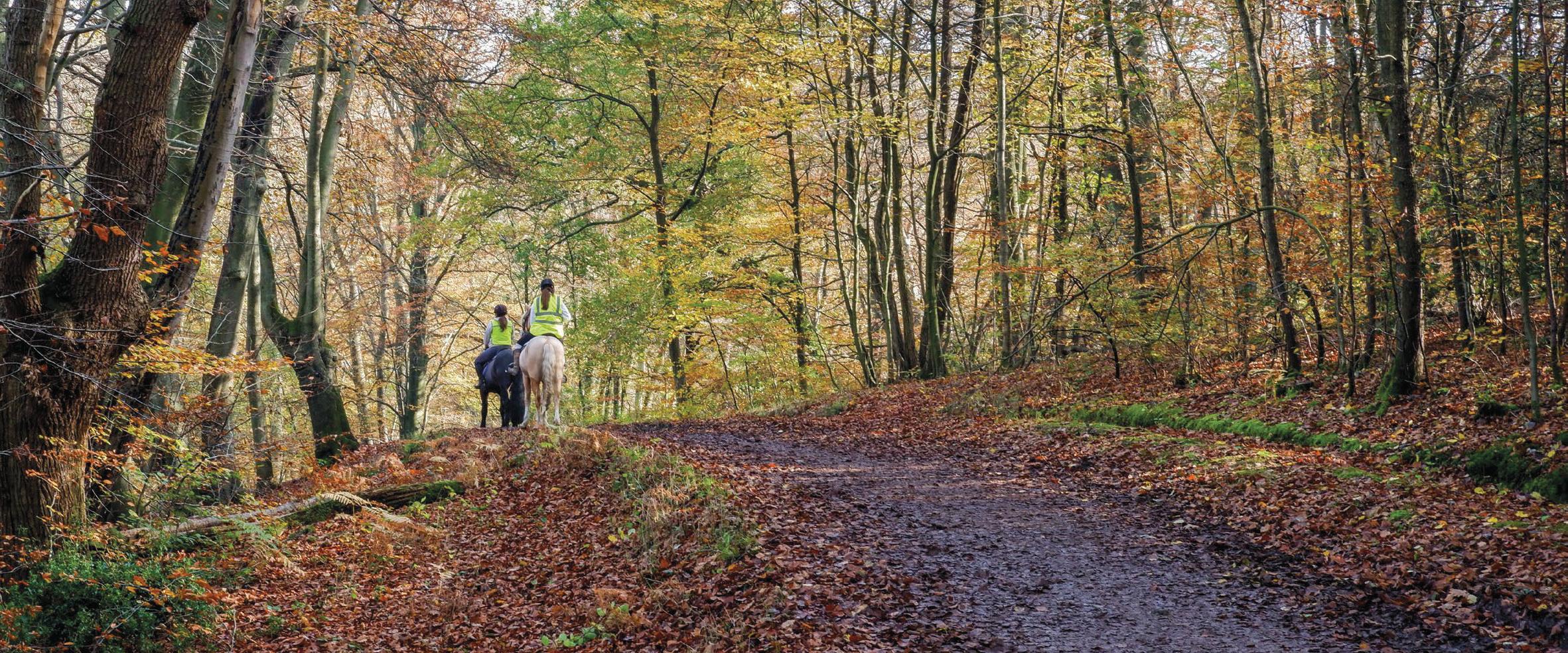 Charges for lorry parking after woods permits axed